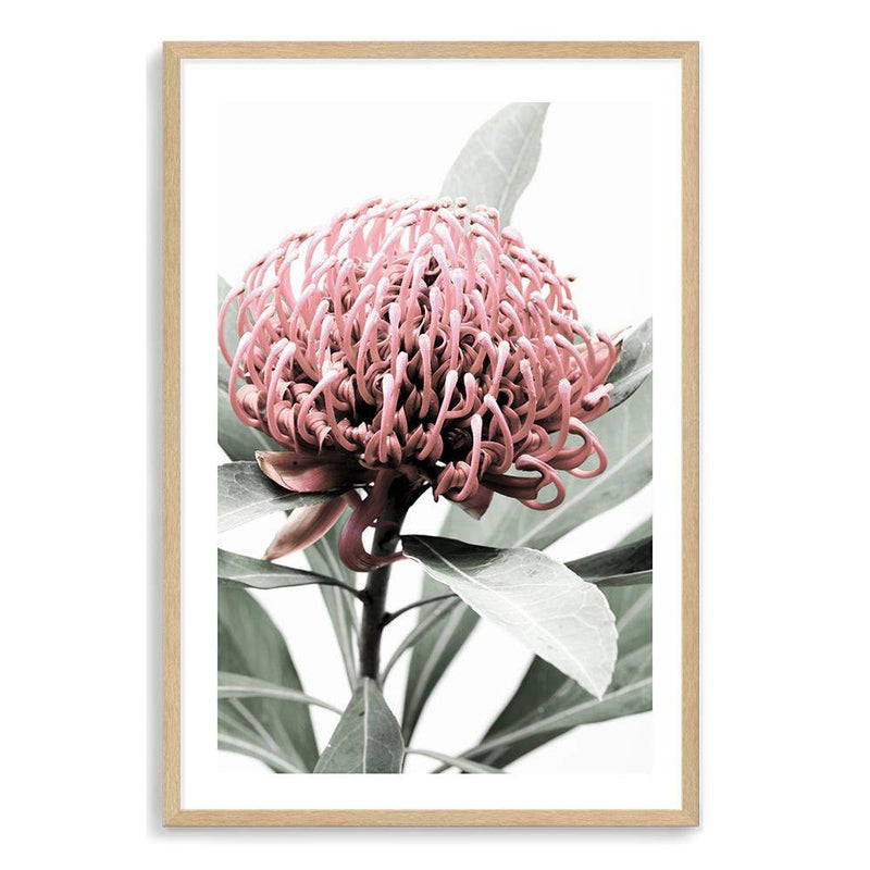 Australian Native Waratah Flower-The Paper Tree-australia,australian,australian native,australiana,floral,flower,flowers,green,muted tone,native,portrait,premium art print,red,wall art,Wall_Art,Wall_Art_Prints,waratah,waratah flower