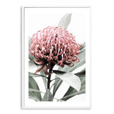 Set of 2 - Australian Native Waratah Flower  & No.2-The Paper Tree-Artwork,coastal,Floral,flower,gift,peach,portrait,premium art print,red,wall art,Wall_Art,Wall_Art_Prints,waratah,waratah flower