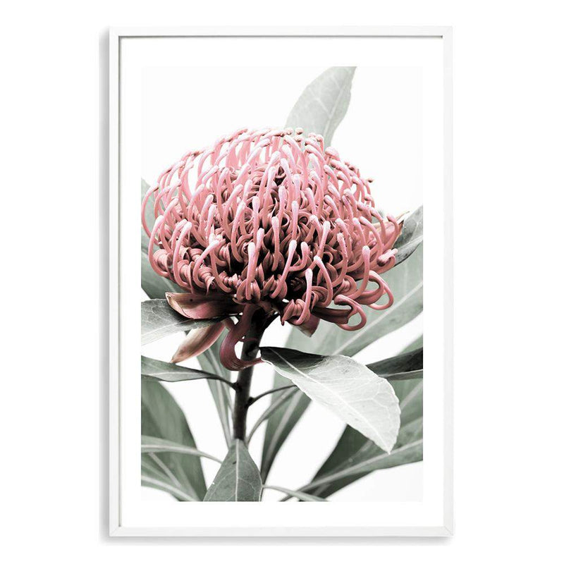 Australian Native Waratah Flower-The Paper Tree-australia,australian,australian native,australiana,floral,flower,flowers,green,muted tone,native,portrait,premium art print,red,wall art,Wall_Art,Wall_Art_Prints,waratah,waratah flower