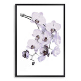 White Orchid Floral-The Paper Tree-floral,flower,flowers,hamptons,neutral,orchid,orchid flower,painted,portrait,premium art print,wall art,Wall_Art,Wall_Art_Prints,WHITE,white flower,white flowers,white orchid