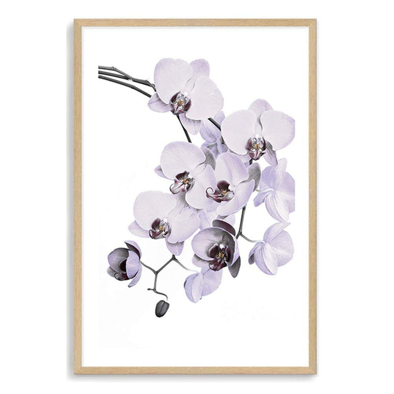 White Orchid Floral-The Paper Tree-floral,flower,flowers,hamptons,neutral,orchid,orchid flower,painted,portrait,premium art print,wall art,Wall_Art,Wall_Art_Prints,WHITE,white flower,white flowers,white orchid