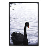 Black Swan III-The Paper Tree-animals,Art_Prints,Australian animals,australian art,BIRD,Birds,black,black & white,black and white,black swan,coastal,COASTAL ART,Designer,hamptons,lake,monochrome,nature,ocean,portrait,premium art print,swan,swans,wall art,Wall_Art,Wall_Art_Prints,water