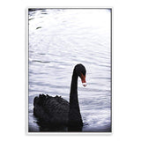 Black Swan III-The Paper Tree-animals,Art_Prints,Australian animals,australian art,BIRD,Birds,black,black & white,black and white,black swan,coastal,COASTAL ART,Designer,hamptons,lake,monochrome,nature,ocean,portrait,premium art print,swan,swans,wall art,Wall_Art,Wall_Art_Prints,water