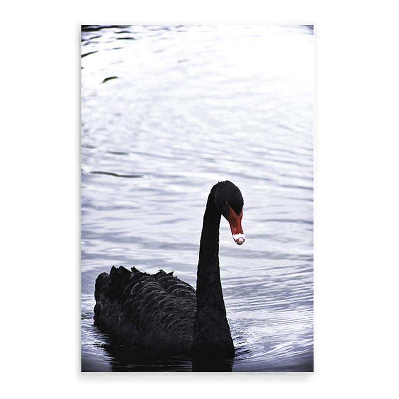 Black Swan III-The Paper Tree-animals,Art_Prints,Australian animals,australian art,BIRD,Birds,black,black & white,black and white,black swan,coastal,COASTAL ART,Designer,hamptons,lake,monochrome,nature,ocean,portrait,premium art print,swan,swans,wall art,Wall_Art,Wall_Art_Prints,water