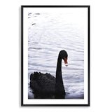 Black Swan III-The Paper Tree-animals,Art_Prints,Australian animals,australian art,BIRD,Birds,black,black & white,black and white,black swan,coastal,COASTAL ART,Designer,hamptons,lake,monochrome,nature,ocean,portrait,premium art print,swan,swans,wall art,Wall_Art,Wall_Art_Prints,water