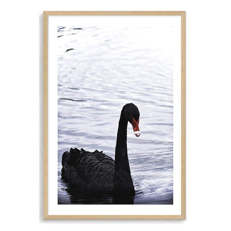 Black Swan III-The Paper Tree-animals,Art_Prints,Australian animals,australian art,BIRD,Birds,black,black & white,black and white,black swan,coastal,COASTAL ART,Designer,hamptons,lake,monochrome,nature,ocean,portrait,premium art print,swan,swans,wall art,Wall_Art,Wall_Art_Prints,water