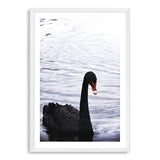 Black Swan III-The Paper Tree-animals,Art_Prints,Australian animals,australian art,BIRD,Birds,black,black & white,black and white,black swan,coastal,COASTAL ART,Designer,hamptons,lake,monochrome,nature,ocean,portrait,premium art print,swan,swans,wall art,Wall_Art,Wall_Art_Prints,water