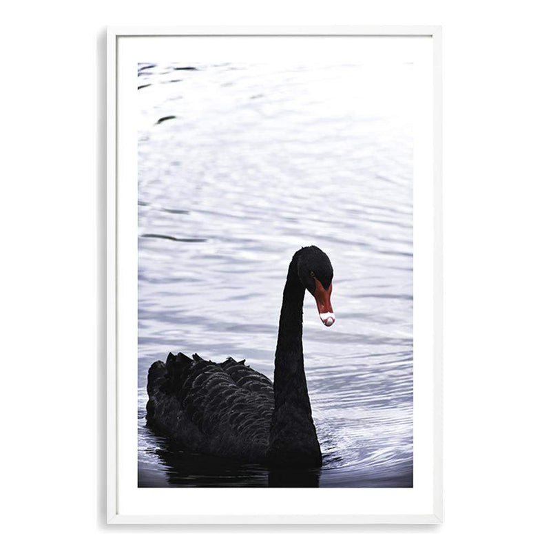 Black Swan III-The Paper Tree-animals,Art_Prints,Australian animals,australian art,BIRD,Birds,black,black & white,black and white,black swan,coastal,COASTAL ART,Designer,hamptons,lake,monochrome,nature,ocean,portrait,premium art print,swan,swans,wall art,Wall_Art,Wall_Art_Prints,water