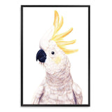 Cassidy The Cockatoo-The Paper Tree-animal,australia,australian,australiana,beach,bird,boho,cockatoo,feathers,neutral,painted,painted print,parrot,portrait,premium art print,wall art,Wall_Art,Wall_Art_Prints,white,yellow