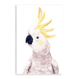 Cassidy The Cockatoo-The Paper Tree-animal,australia,australian,australiana,beach,bird,boho,cockatoo,feathers,neutral,painted,painted print,parrot,portrait,premium art print,wall art,Wall_Art,Wall_Art_Prints,white,yellow