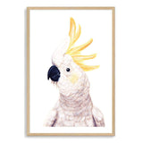 Cassidy The Cockatoo-The Paper Tree-animal,australia,australian,australiana,beach,bird,boho,cockatoo,feathers,neutral,painted,painted print,parrot,portrait,premium art print,wall art,Wall_Art,Wall_Art_Prints,white,yellow