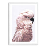 Pink Cockatoo-The Paper Tree-Artwork,BIRD,Birds,blue bird,blue parrot,boho,cockatiel,cockatoo,colourful Bird,painted bird,parrot,parrots,pink cockatoo,portrait,premium art print,wall art,Wall_Art,Wall_Art_Prints