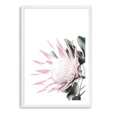 Pink Protea-The Paper Tree-dusty pink,floral,flower,flowers,pink flower,pink protea,portrait,premium art print,protea,protea flower,protea flowers,wall art,Wall_Art,Wall_Art_Prints