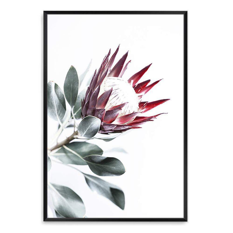 Red King Protea II-The Paper Tree-floral,flower,flowers,portrait,premium art print,protea,protea flower,protea flowers,red,red flower,red protea,red protea flower,wall art,Wall_Art,Wall_Art_Prints