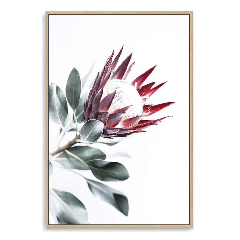 Red King Protea II-The Paper Tree-floral,flower,flowers,portrait,premium art print,protea,protea flower,protea flowers,red,red flower,red protea,red protea flower,wall art,Wall_Art,Wall_Art_Prints