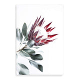 Red King Protea II-The Paper Tree-floral,flower,flowers,portrait,premium art print,protea,protea flower,protea flowers,red,red flower,red protea,red protea flower,wall art,Wall_Art,Wall_Art_Prints