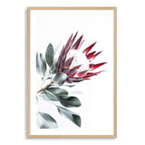 Red King Protea II-The Paper Tree-floral,flower,flowers,portrait,premium art print,protea,protea flower,protea flowers,red,red flower,red protea,red protea flower,wall art,Wall_Art,Wall_Art_Prints