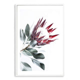 Red King Protea II-The Paper Tree-floral,flower,flowers,portrait,premium art print,protea,protea flower,protea flowers,red,red flower,red protea,red protea flower,wall art,Wall_Art,Wall_Art_Prints