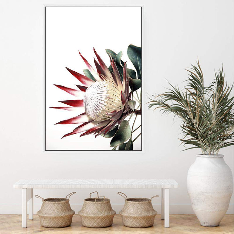 Red King Protea-The Paper Tree-floral,flower,flowers,portrait,premium art print,protea,protea flower,protea flowers,red,red flower,red protea,red protea flower,wall art,Wall_Art,Wall_Art_Prints