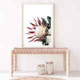 Red King Protea-The Paper Tree-floral,flower,flowers,portrait,premium art print,protea,protea flower,protea flowers,red,red flower,red protea,red protea flower,wall art,Wall_Art,Wall_Art_Prints