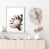 Red King Protea-The Paper Tree-floral,flower,flowers,portrait,premium art print,protea,protea flower,protea flowers,red,red flower,red protea,red protea flower,wall art,Wall_Art,Wall_Art_Prints