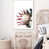 Red King Protea-The Paper Tree-floral,flower,flowers,portrait,premium art print,protea,protea flower,protea flowers,red,red flower,red protea,red protea flower,wall art,Wall_Art,Wall_Art_Prints