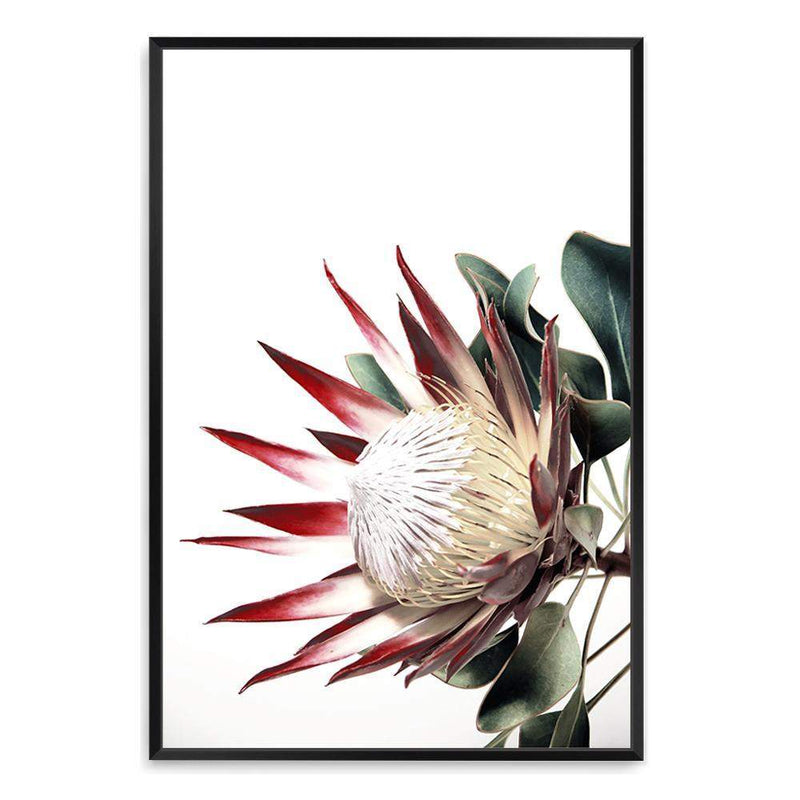 Red King Protea-The Paper Tree-floral,flower,flowers,portrait,premium art print,protea,protea flower,protea flowers,red,red flower,red protea,red protea flower,wall art,Wall_Art,Wall_Art_Prints