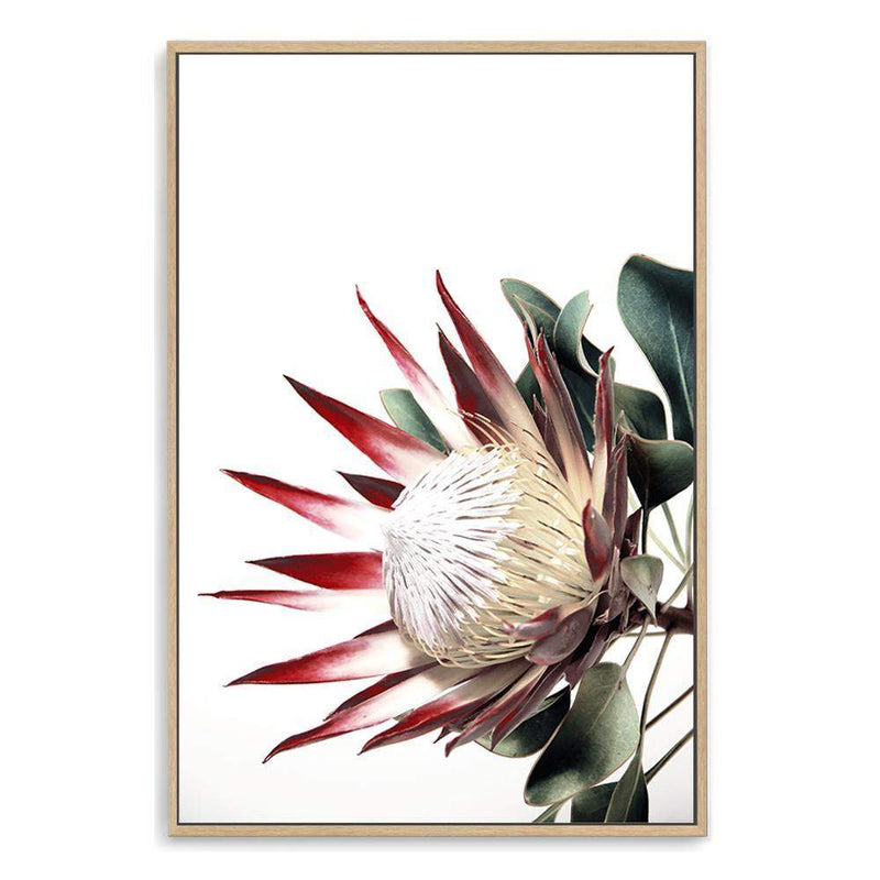 Red King Protea-The Paper Tree-floral,flower,flowers,portrait,premium art print,protea,protea flower,protea flowers,red,red flower,red protea,red protea flower,wall art,Wall_Art,Wall_Art_Prints