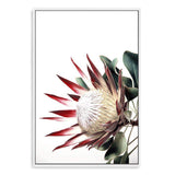 Red King Protea-The Paper Tree-floral,flower,flowers,portrait,premium art print,protea,protea flower,protea flowers,red,red flower,red protea,red protea flower,wall art,Wall_Art,Wall_Art_Prints