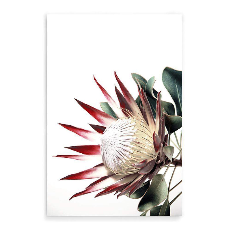 Red King Protea-The Paper Tree-floral,flower,flowers,portrait,premium art print,protea,protea flower,protea flowers,red,red flower,red protea,red protea flower,wall art,Wall_Art,Wall_Art_Prints