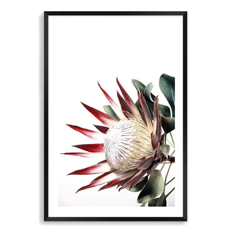 Red King Protea-The Paper Tree-floral,flower,flowers,portrait,premium art print,protea,protea flower,protea flowers,red,red flower,red protea,red protea flower,wall art,Wall_Art,Wall_Art_Prints