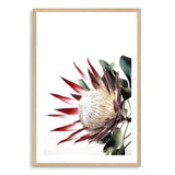 Red King Protea-The Paper Tree-floral,flower,flowers,portrait,premium art print,protea,protea flower,protea flowers,red,red flower,red protea,red protea flower,wall art,Wall_Art,Wall_Art_Prints