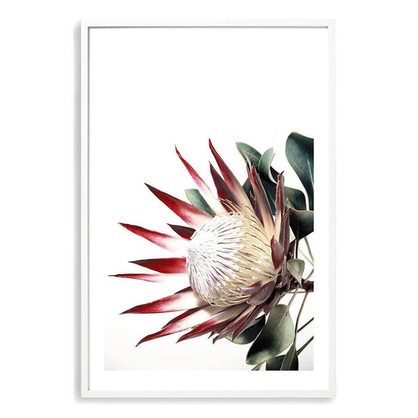 Red King Protea-The Paper Tree-floral,flower,flowers,portrait,premium art print,protea,protea flower,protea flowers,red,red flower,red protea,red protea flower,wall art,Wall_Art,Wall_Art_Prints