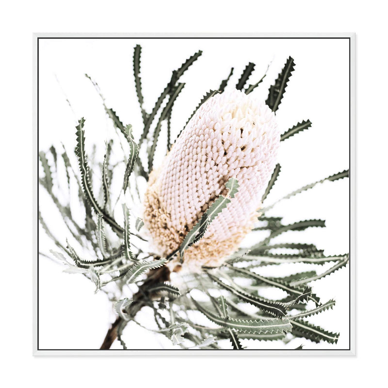 Australian Native Banksia Flower Square-The Paper Tree-Art Print,art prints,Artwork,australia,australian,australian native,australiana,Banksia,Banksia flower,botanical,floral,flower,framed,green,hamptons,Muted Tone,native,neutral,premium art print,square,wall art,Wall_Art,Wall_Art_Prints,yellow,yellow flower