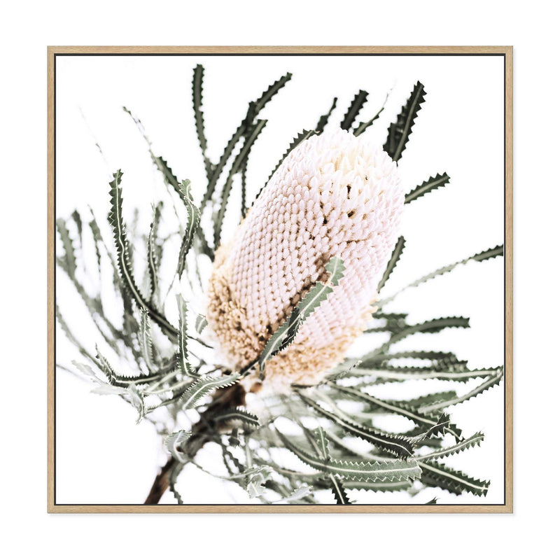 Australian Native Banksia Flower Square-The Paper Tree-Art Print,art prints,Artwork,australia,australian,australian native,australiana,Banksia,Banksia flower,botanical,floral,flower,framed,green,hamptons,Muted Tone,native,neutral,premium art print,square,wall art,Wall_Art,Wall_Art_Prints,yellow,yellow flower