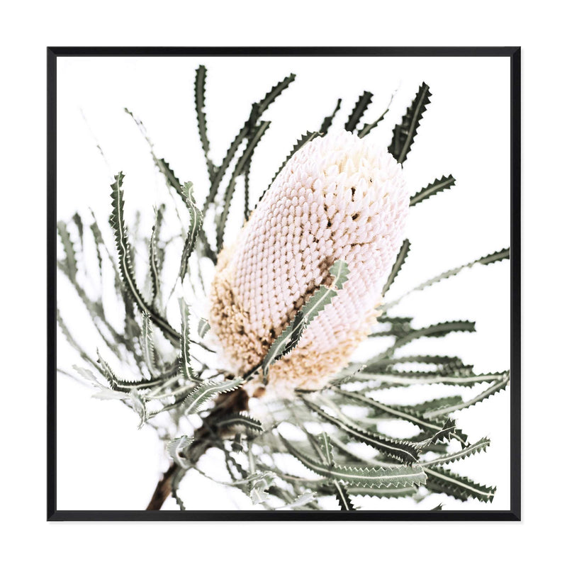 Australian Native Banksia Flower Square-The Paper Tree-Art Print,art prints,Artwork,australia,australian,australian native,australiana,Banksia,Banksia flower,botanical,floral,flower,framed,green,hamptons,Muted Tone,native,neutral,premium art print,square,wall art,Wall_Art,Wall_Art_Prints,yellow,yellow flower