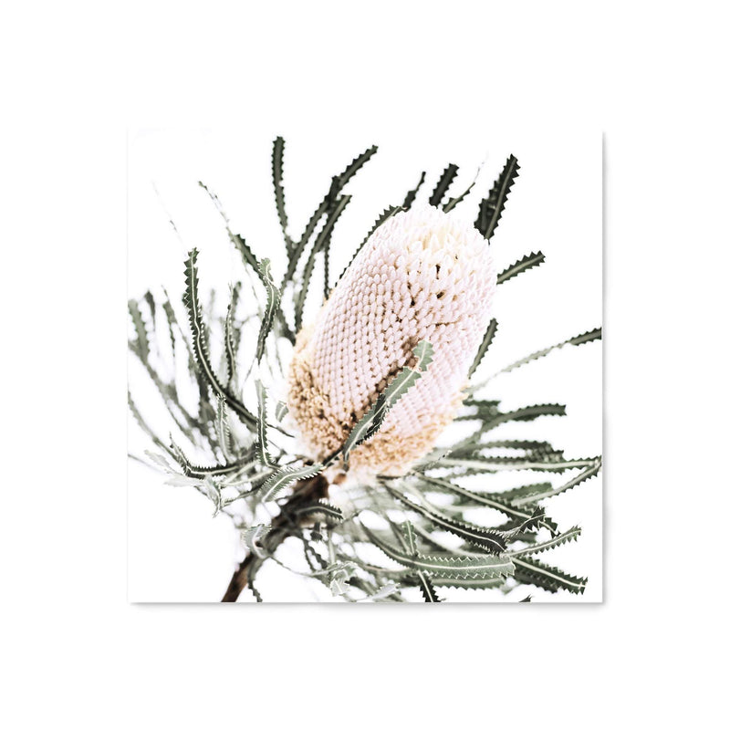 Australian Native Banksia Flower Square-The Paper Tree-Art Print,art prints,Artwork,australia,australian,australian native,australiana,Banksia,Banksia flower,botanical,floral,flower,framed,green,hamptons,Muted Tone,native,neutral,premium art print,square,wall art,Wall_Art,Wall_Art_Prints,yellow,yellow flower