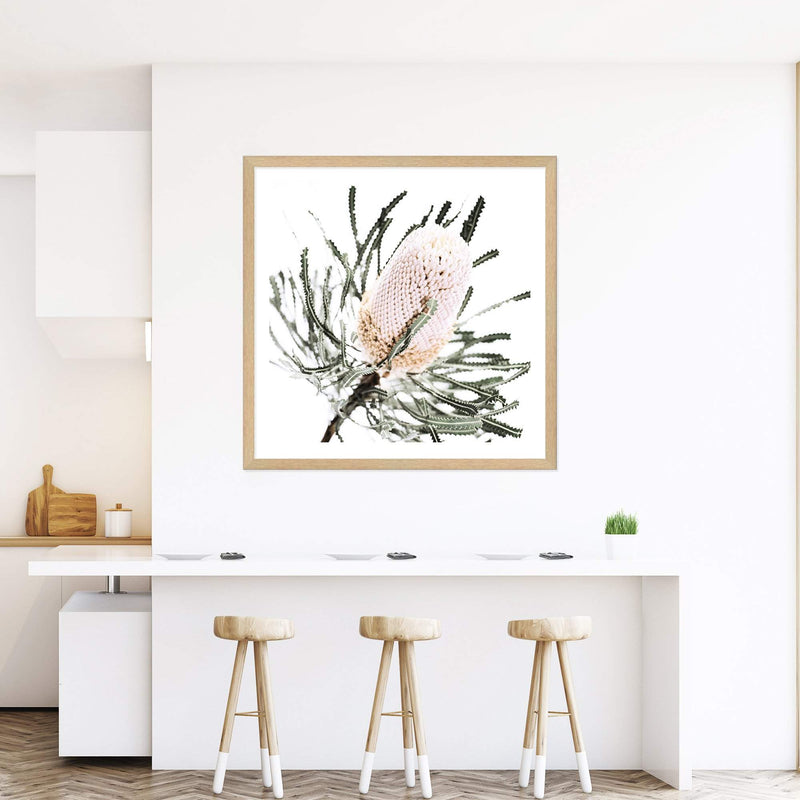 Australian Native Banksia Flower Square-The Paper Tree-Art Print,art prints,Artwork,australia,australian,australian native,australiana,Banksia,Banksia flower,botanical,floral,flower,framed,green,hamptons,Muted Tone,native,neutral,premium art print,square,wall art,Wall_Art,Wall_Art_Prints,yellow,yellow flower