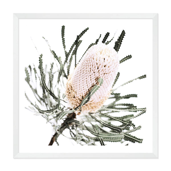 Australian Native Banksia Flower Square-The Paper Tree-Art Print,art prints,Artwork,australia,australian,australian native,australiana,Banksia,Banksia flower,botanical,floral,flower,framed,green,hamptons,Muted Tone,native,neutral,premium art print,square,wall art,Wall_Art,Wall_Art_Prints,yellow,yellow flower