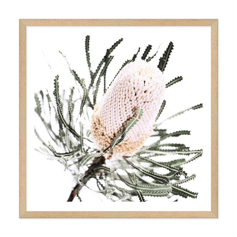 Australian Native Banksia Flower Square-The Paper Tree-Art Print,art prints,Artwork,australia,australian,australian native,australiana,Banksia,Banksia flower,botanical,floral,flower,framed,green,hamptons,Muted Tone,native,neutral,premium art print,square,wall art,Wall_Art,Wall_Art_Prints,yellow,yellow flower