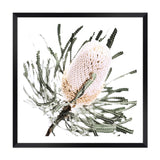 Australian Native Banksia Flower Square-The Paper Tree-Art Print,art prints,Artwork,australia,australian,australian native,australiana,Banksia,Banksia flower,botanical,floral,flower,framed,green,hamptons,Muted Tone,native,neutral,premium art print,square,wall art,Wall_Art,Wall_Art_Prints,yellow,yellow flower