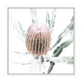 Australian Native Banksia Flower Square II-The Paper Tree-Art Print,art prints,Artwork,australia,australian,australian native,australiana,Banksia,Banksia flower,botanical,floral,flower,framed,green,hamptons,Muted Tone,native,neutral,premium art print,square,wall art,Wall_Art,Wall_Art_Prints,yellow,yellow flower