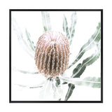 Australian Native Banksia Flower Square II-The Paper Tree-Art Print,art prints,Artwork,australia,australian,australian native,australiana,Banksia,Banksia flower,botanical,floral,flower,framed,green,hamptons,Muted Tone,native,neutral,premium art print,square,wall art,Wall_Art,Wall_Art_Prints,yellow,yellow flower