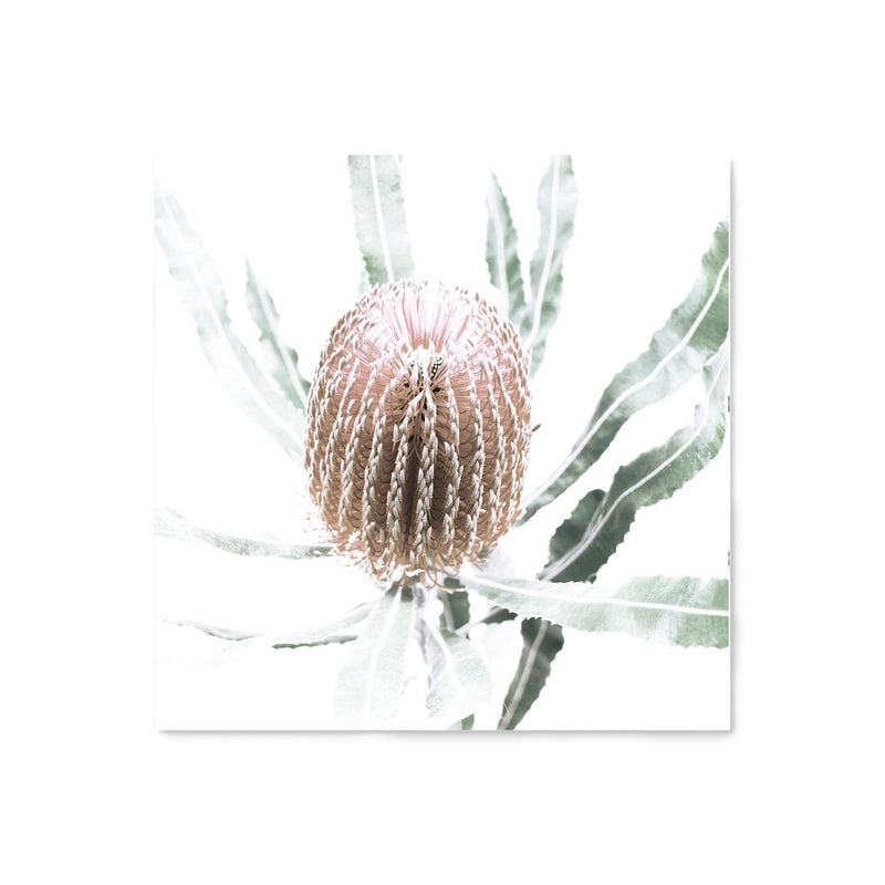 Australian Native Banksia Flower Square II-The Paper Tree-Art Print,art prints,Artwork,australia,australian,australian native,australiana,Banksia,Banksia flower,botanical,floral,flower,framed,green,hamptons,Muted Tone,native,neutral,premium art print,square,wall art,Wall_Art,Wall_Art_Prints,yellow,yellow flower