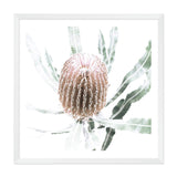 Australian Native Banksia Flower Square II-The Paper Tree-Art Print,art prints,Artwork,australia,australian,australian native,australiana,Banksia,Banksia flower,botanical,floral,flower,framed,green,hamptons,Muted Tone,native,neutral,premium art print,square,wall art,Wall_Art,Wall_Art_Prints,yellow,yellow flower