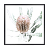 Australian Native Banksia Flower Square II-The Paper Tree-Art Print,art prints,Artwork,australia,australian,australian native,australiana,Banksia,Banksia flower,botanical,floral,flower,framed,green,hamptons,Muted Tone,native,neutral,premium art print,square,wall art,Wall_Art,Wall_Art_Prints,yellow,yellow flower