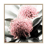 Australian Native Waratah Flower Square II-The Paper Tree-Art Print,art prints,Artwork,australia,australian,australian native,australiana,botanical,floral,flower,framed,green,muted tone,native,pink,premium art print,red,red flower,square,wall art,Wall_Art,Wall_Art_Prints,waratah,waratah flower