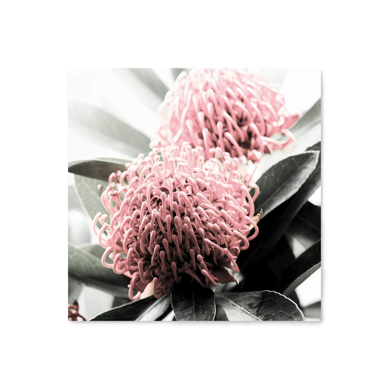 Australian Native Waratah Flower Square II-The Paper Tree-Art Print,art prints,Artwork,australia,australian,australian native,australiana,botanical,floral,flower,framed,green,muted tone,native,pink,premium art print,red,red flower,square,wall art,Wall_Art,Wall_Art_Prints,waratah,waratah flower