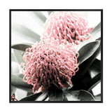 Australian Native Waratah Flower Square II-The Paper Tree-Art Print,art prints,Artwork,australia,australian,australian native,australiana,botanical,floral,flower,framed,green,muted tone,native,pink,premium art print,red,red flower,square,wall art,Wall_Art,Wall_Art_Prints,waratah,waratah flower