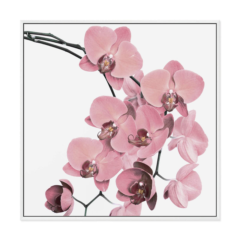 Peach Orchid Flowers Square-The Paper Tree-Art Print,art prints,Artwork,floral,flower,framed,orchid,orchid flower,peach,pink,premium art print,square,wall art,Wall_Art,Wall_Art_Prints